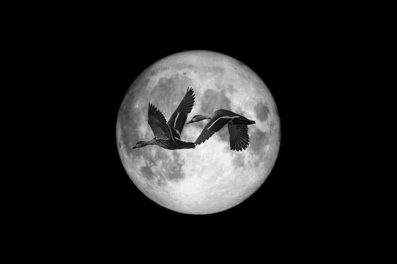 Moonlit Forests